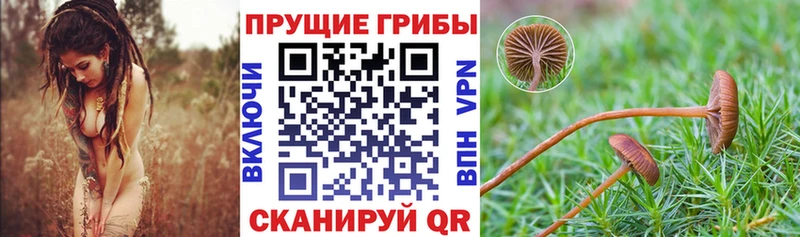 Галлюциногенные грибы MAGIC MUSHROOMS  Купить закладки  Хабаровск 